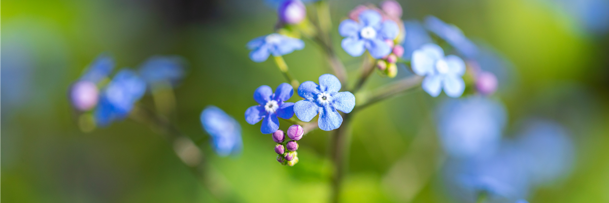 Brunnera macrophylla