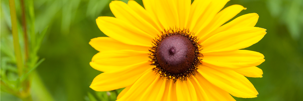 Rudbeckia