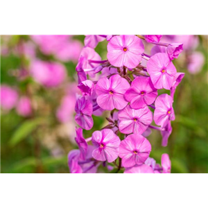 OHNE ENDE VOLLE BLÜTE.