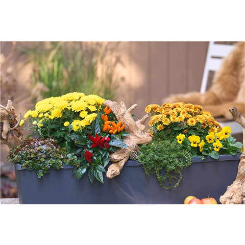 BLüTEN FüR DEN HERBSTBALKON!