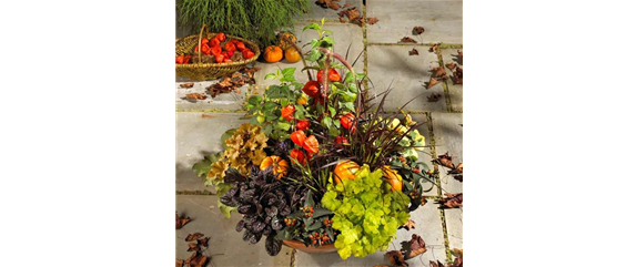 BLüTEN FüR DEN HERBSTBALKON!