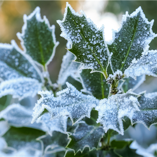 Pflanze des Monats Dezember: Stechpalme