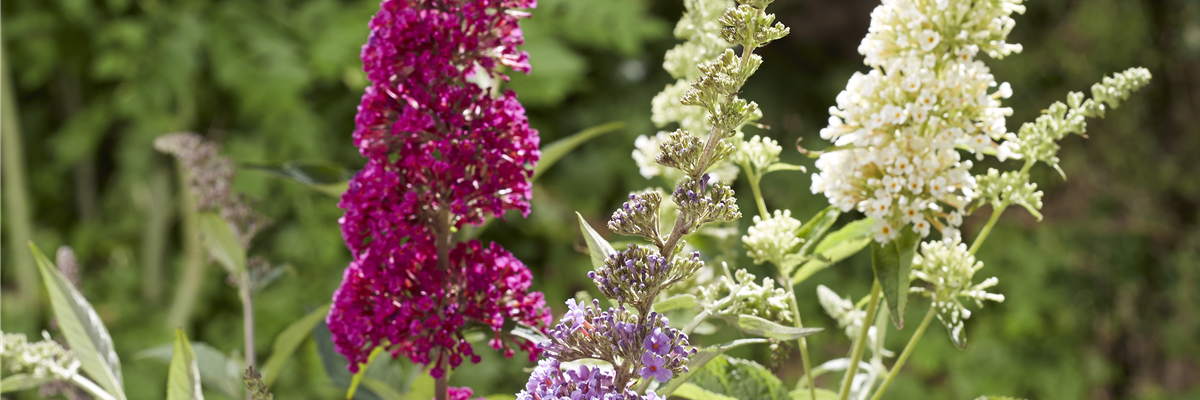 Pool_SAGAFLOR allgemein_Datei_2014-06-sommerflieder-butterflybush_Art-Nr_