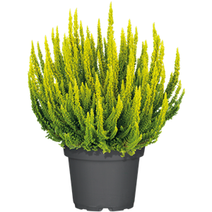 CALLUNA VULGARIS SKYLINE