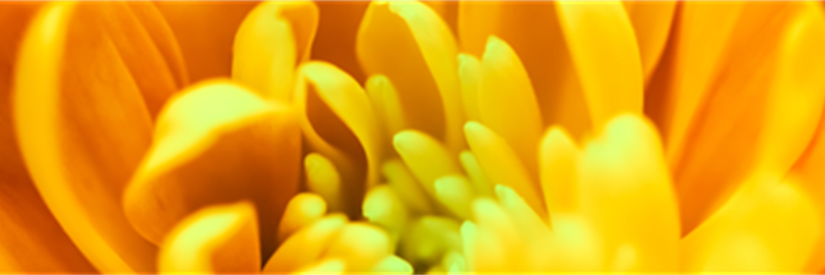 09_september_chrysantheme-55-0-1799-471